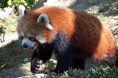 Aachener Zoo Aachener-Zoo-Kleiner-Panda-010